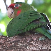 Mitred Parakeet